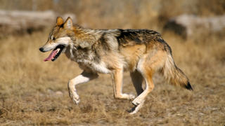 Trump’s Border Wall Could Threaten More Than a Hundred Endangered Species, Ecologist Warns